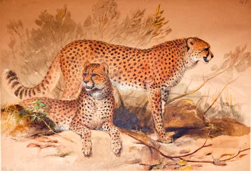 Gepárd, 1851-52